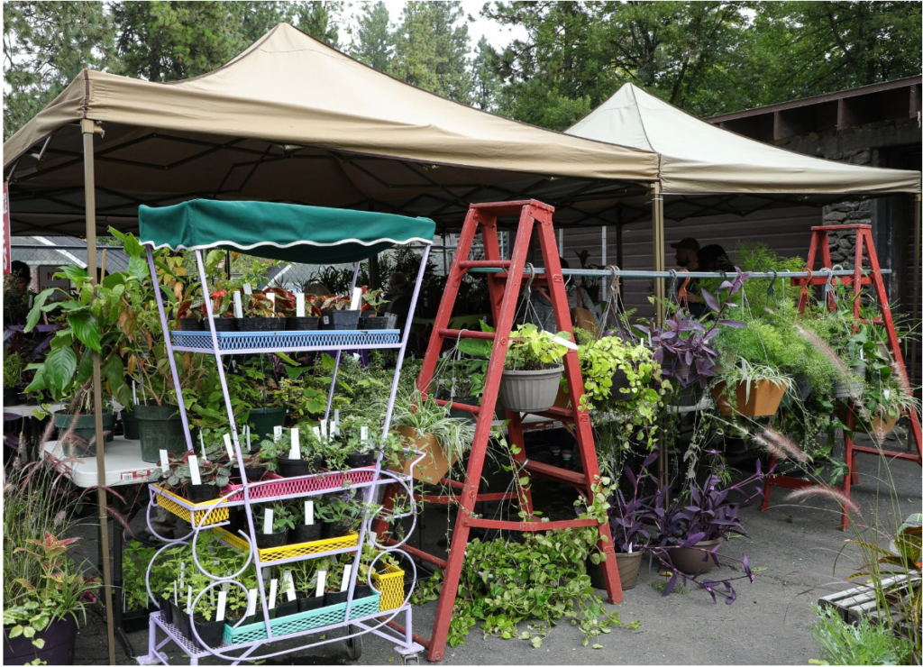 Photo of the 2025 Manito Plant Sale featuring lots of plants displayed on ladders and tables. 
